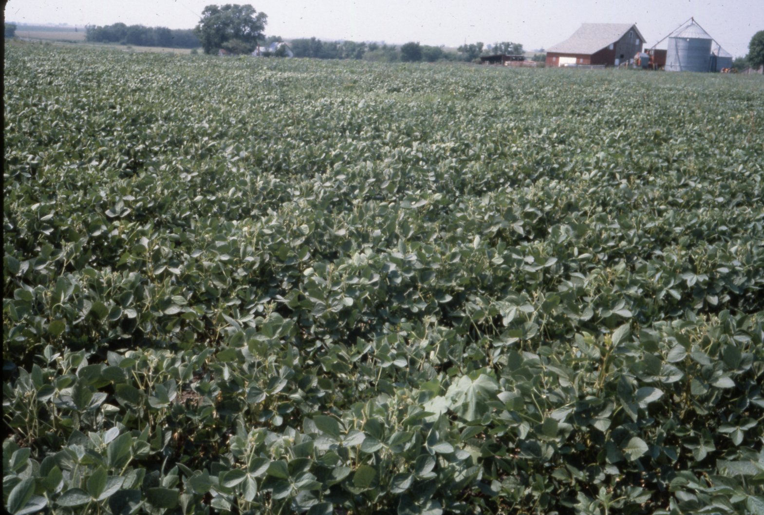 Cropland 