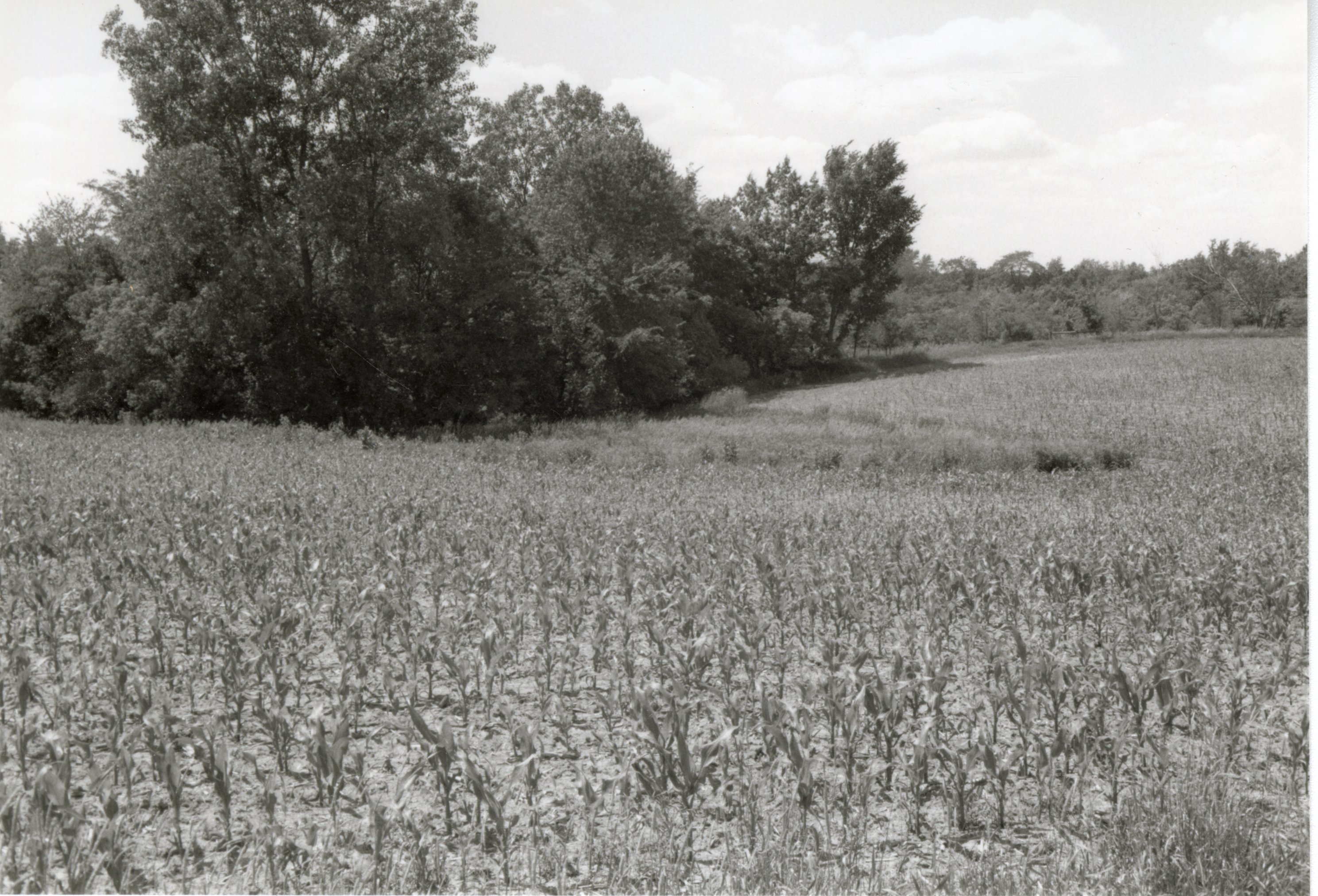 Spindly corn in field