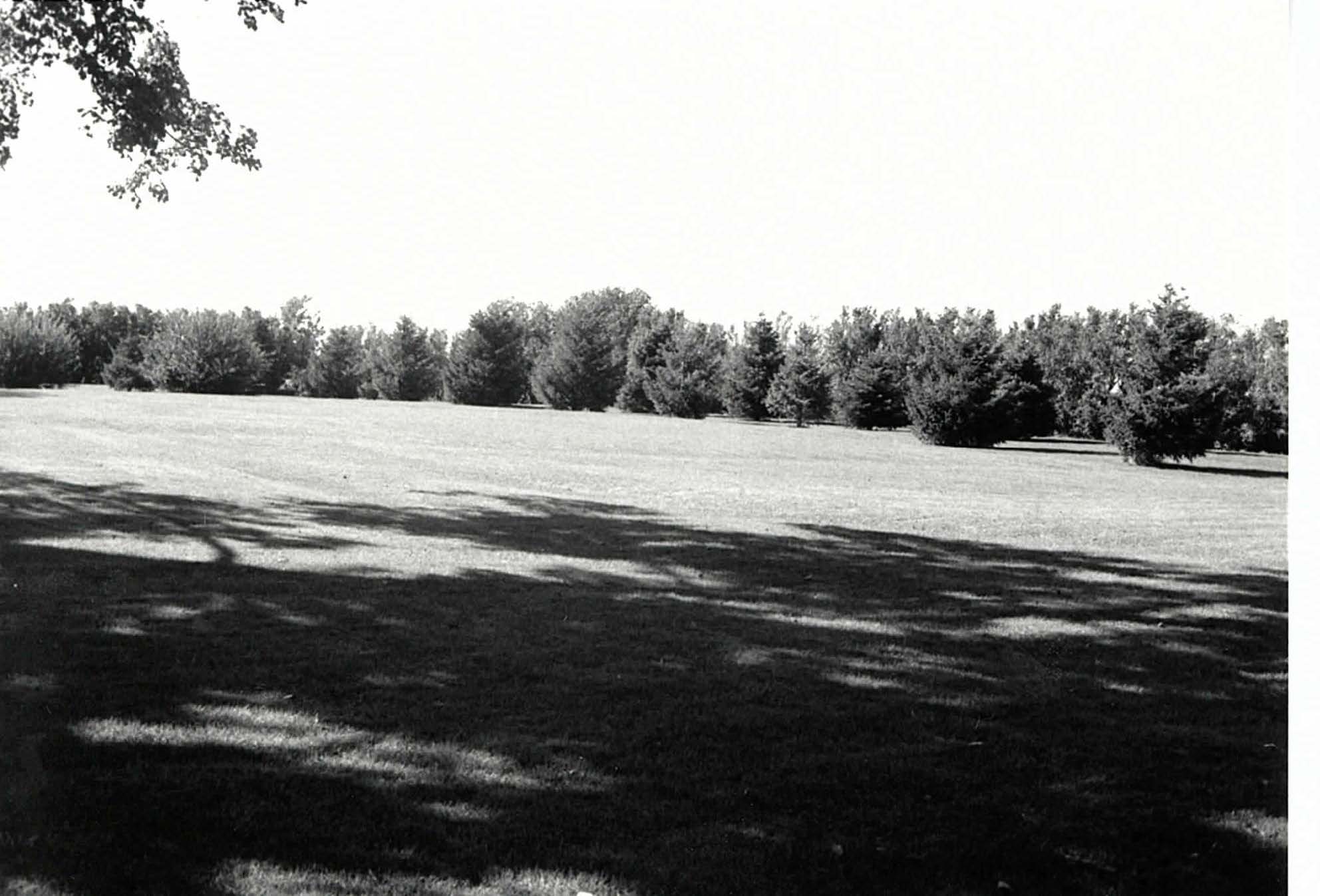 Expanse of evergreens