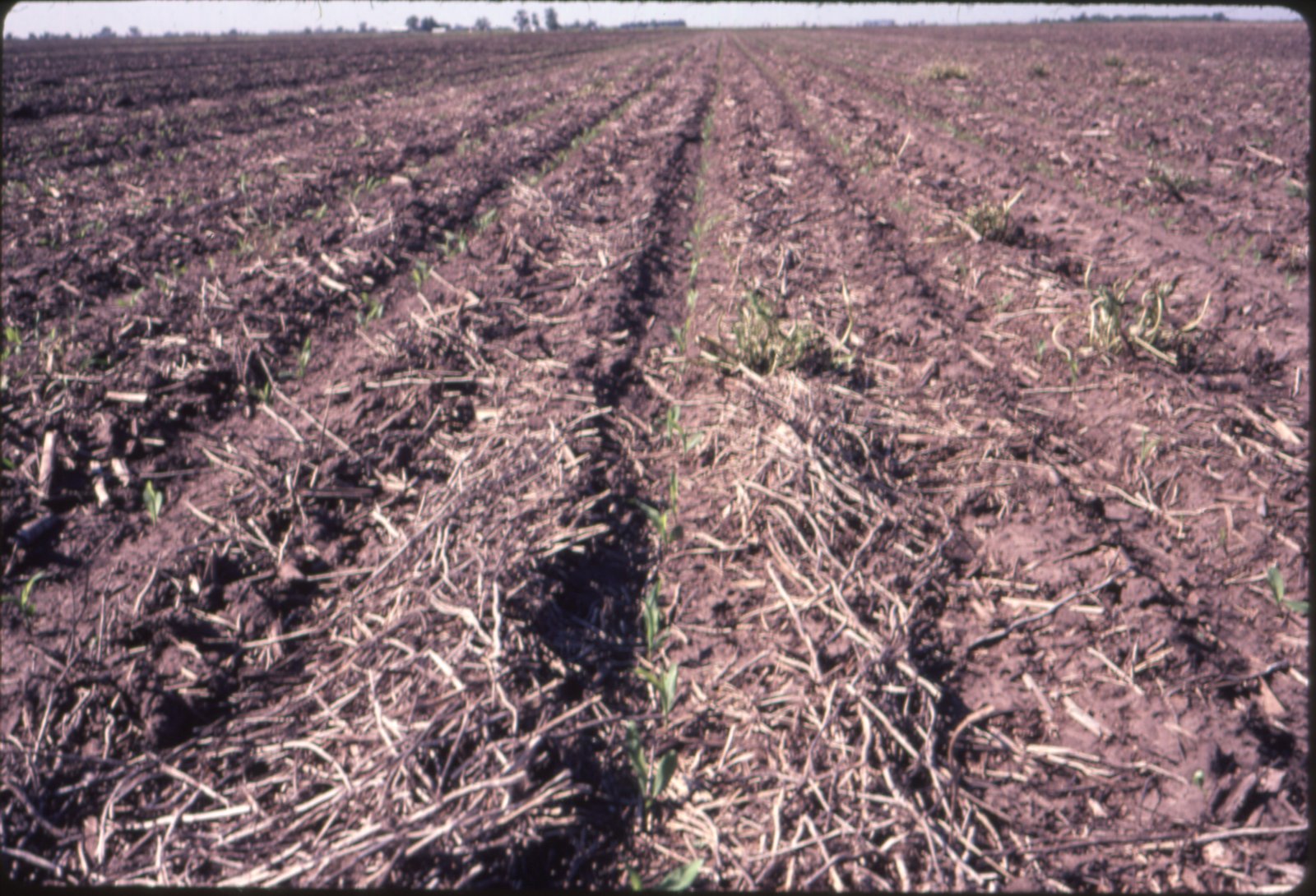No-Till corn