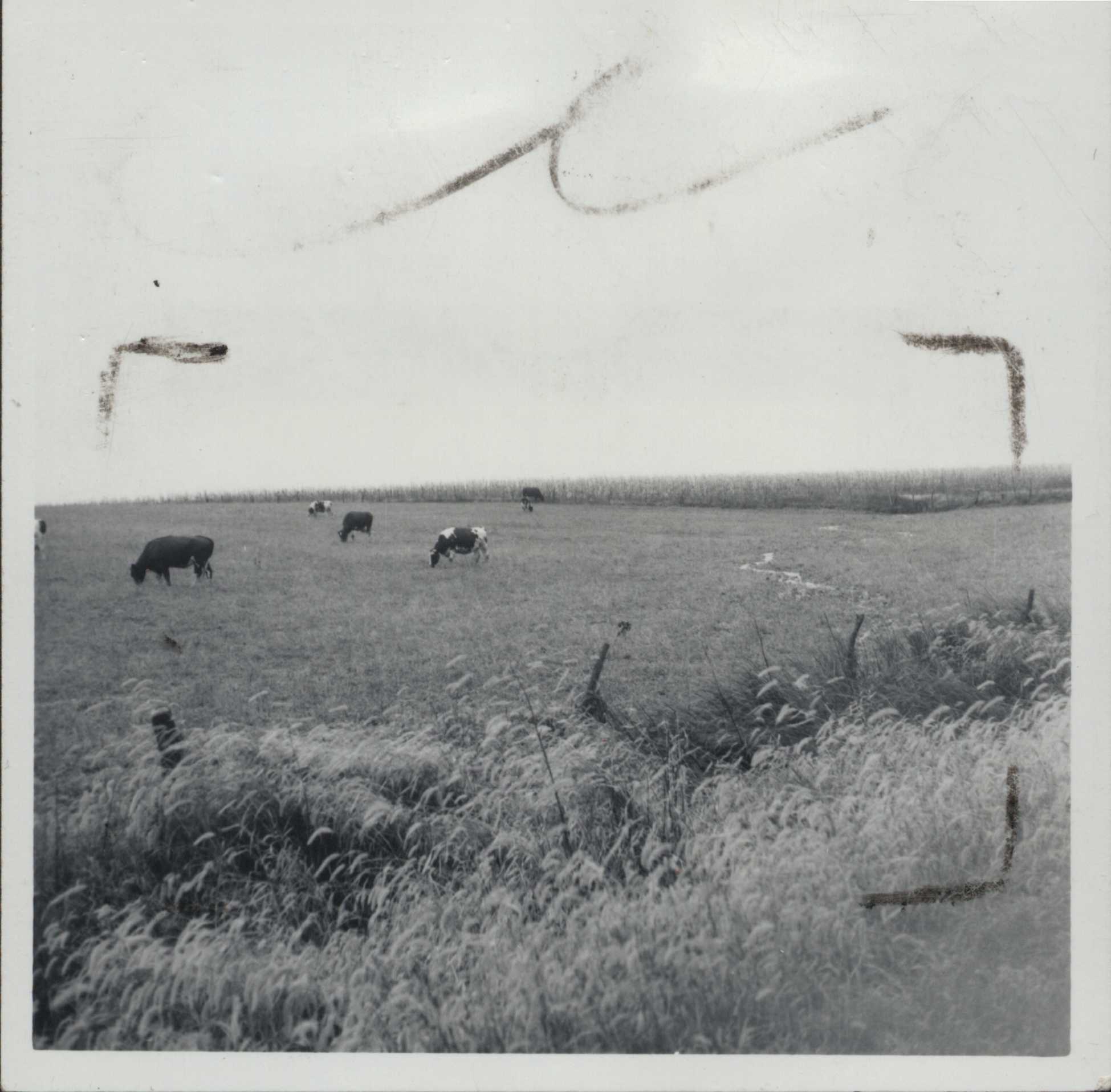 Cattle grazing on Delmont Moffitt's farm.