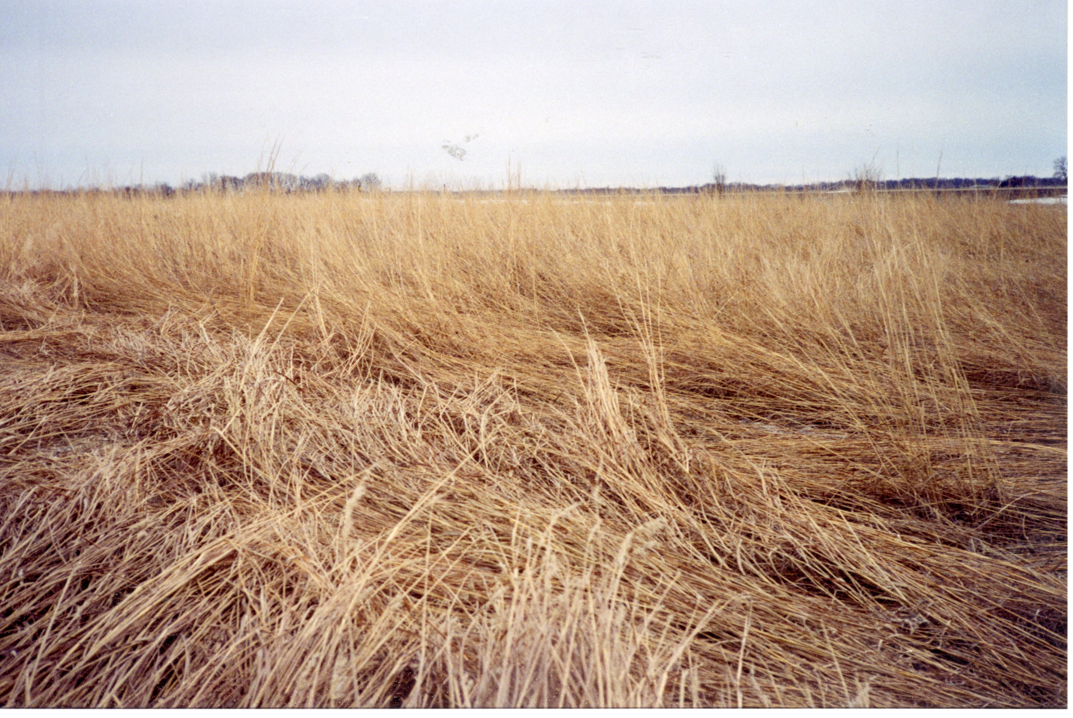 2001  Before wetland Project on Charles Poisel Property