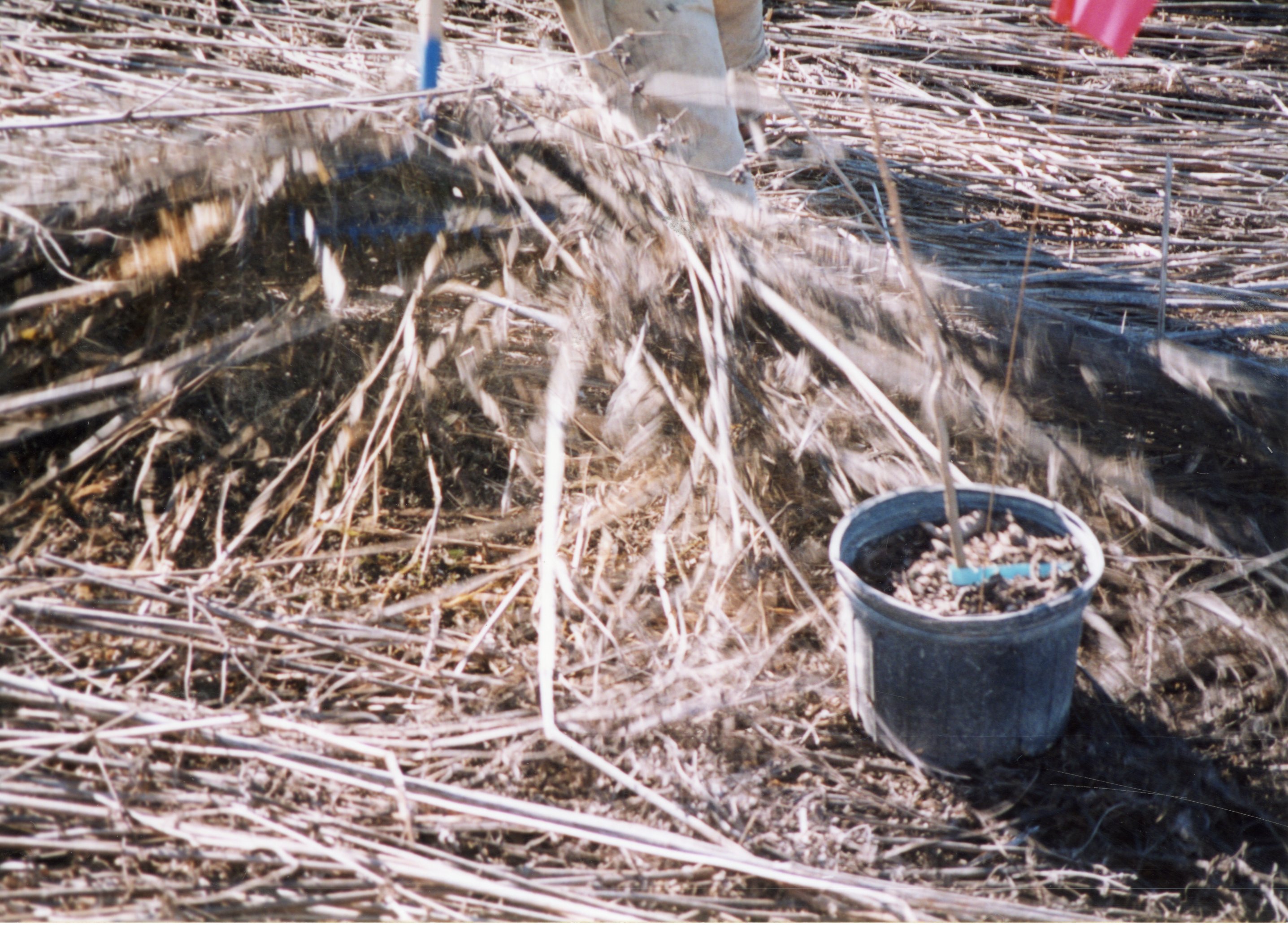 2002 Planting trees at Brockway LLLP 