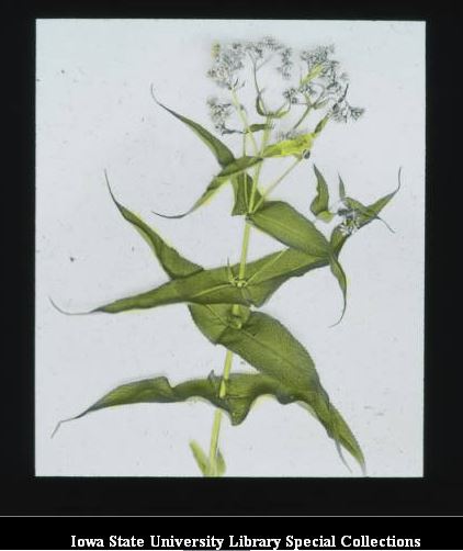 Title Page; Boneset 