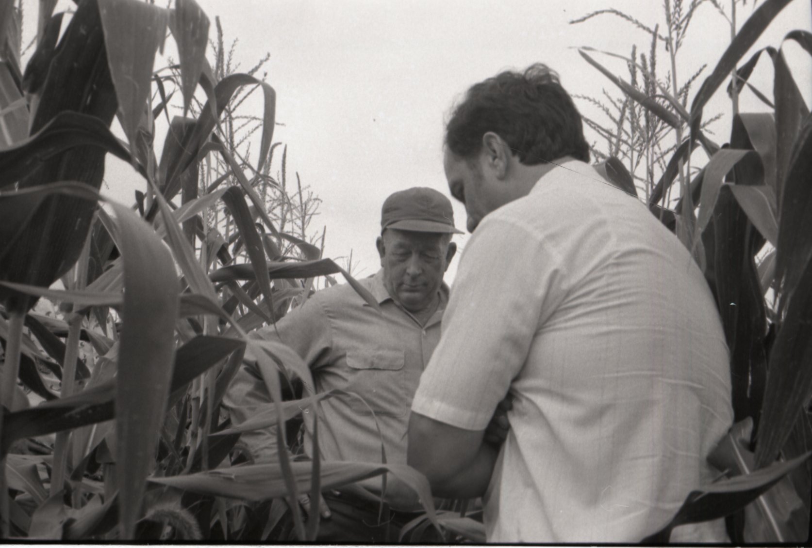 Two unidentified men stand in corn field