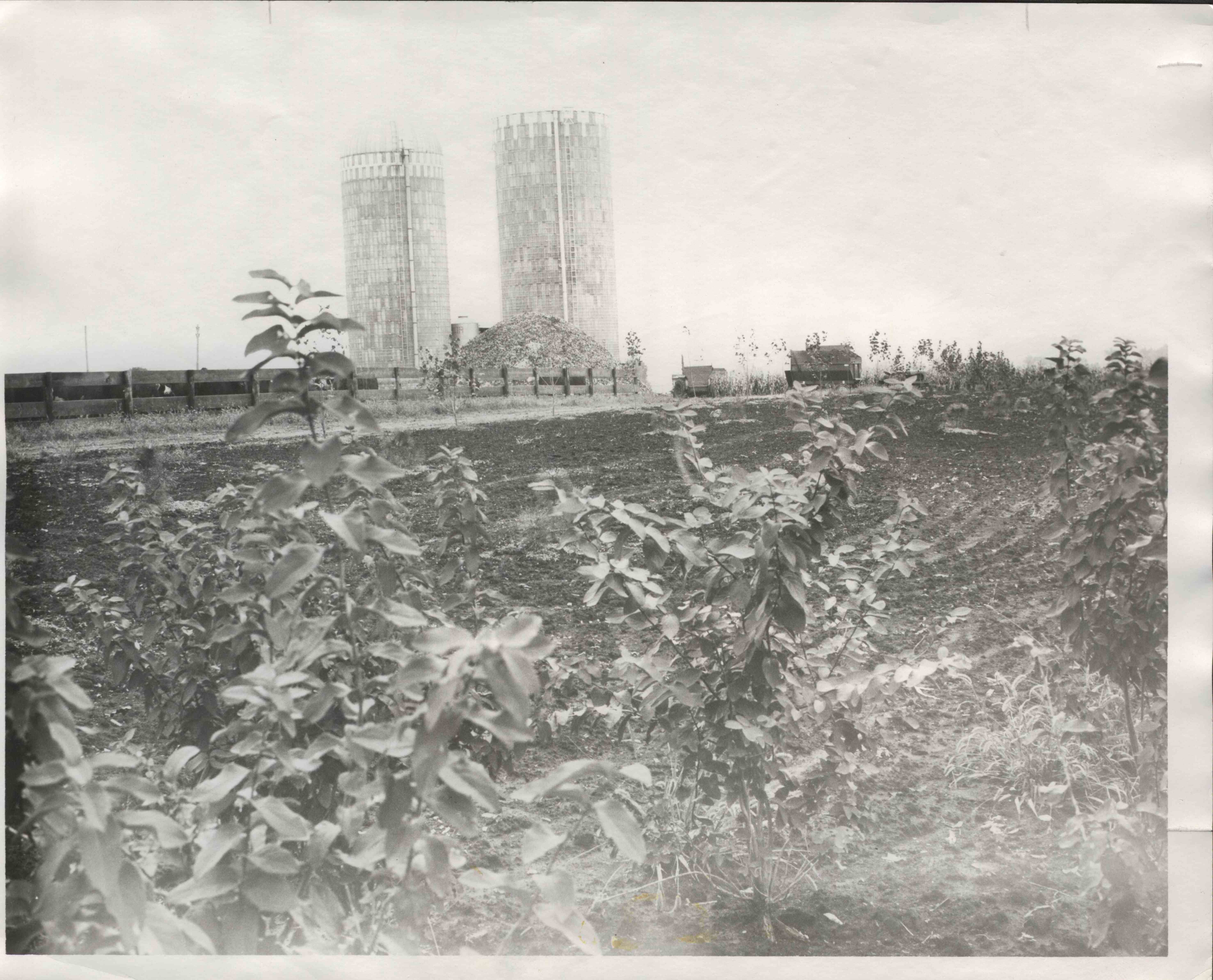 Two silos stand in back of field with various plants growing on it
