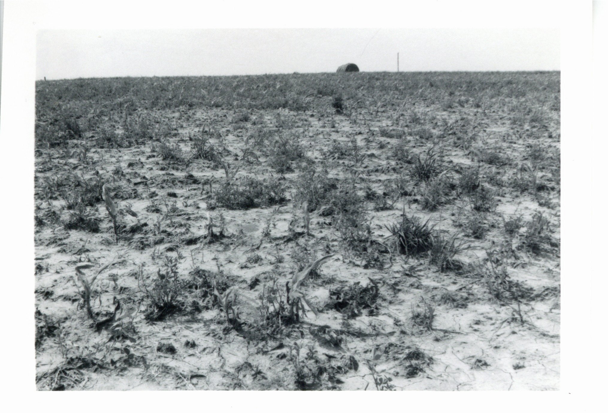 Robert O'Connell hail damaged corn