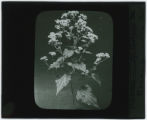 Populus tremuloides (Aspen)