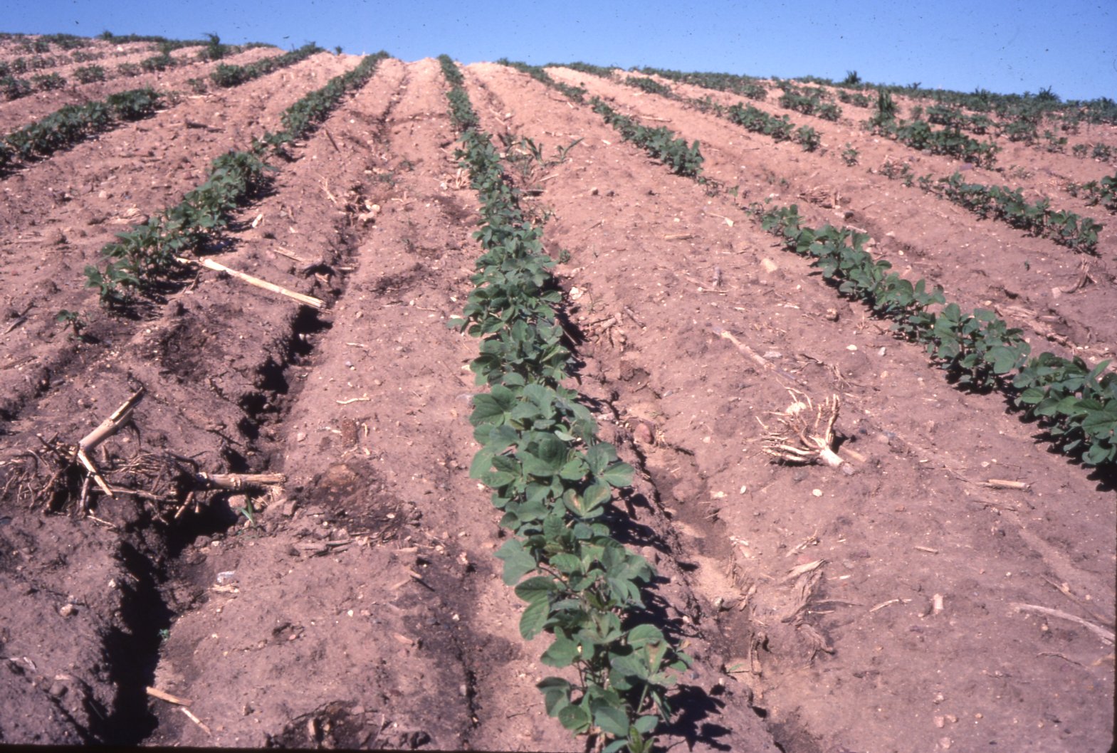 Beans in field