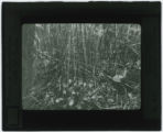 Drosera rotundifolia (Sundew)