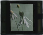 Echinacea purpurea (Coneflower)