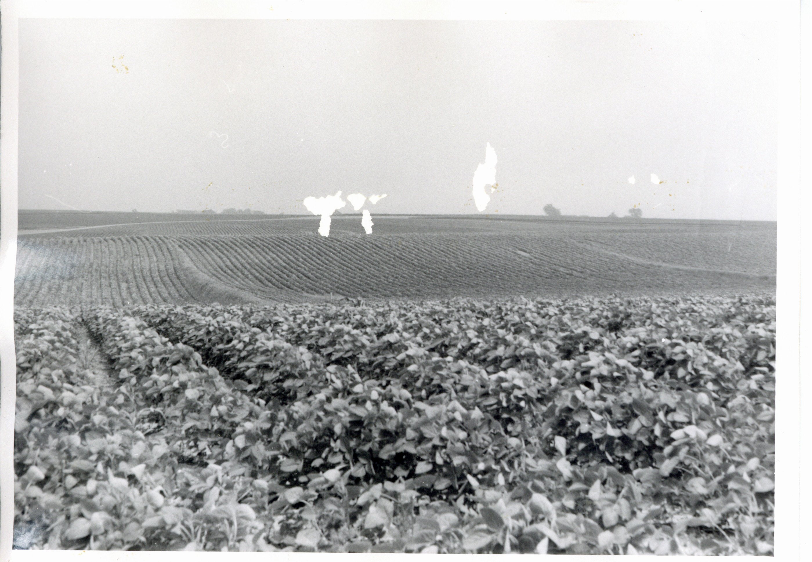 Harold Beichley cropland, 1973