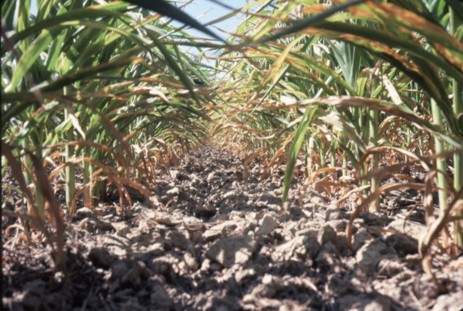 Corn crop, 1983
