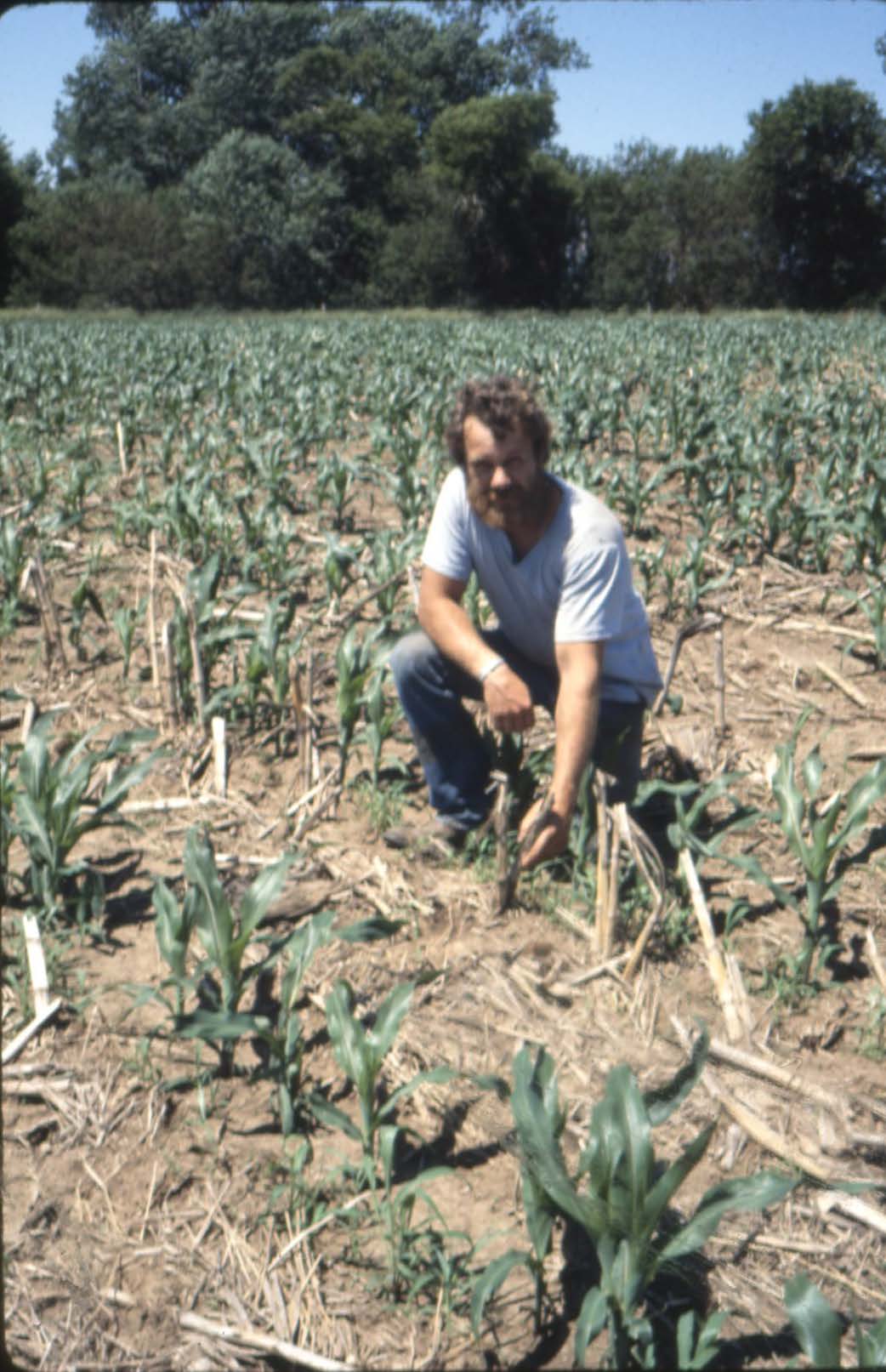 Young corn