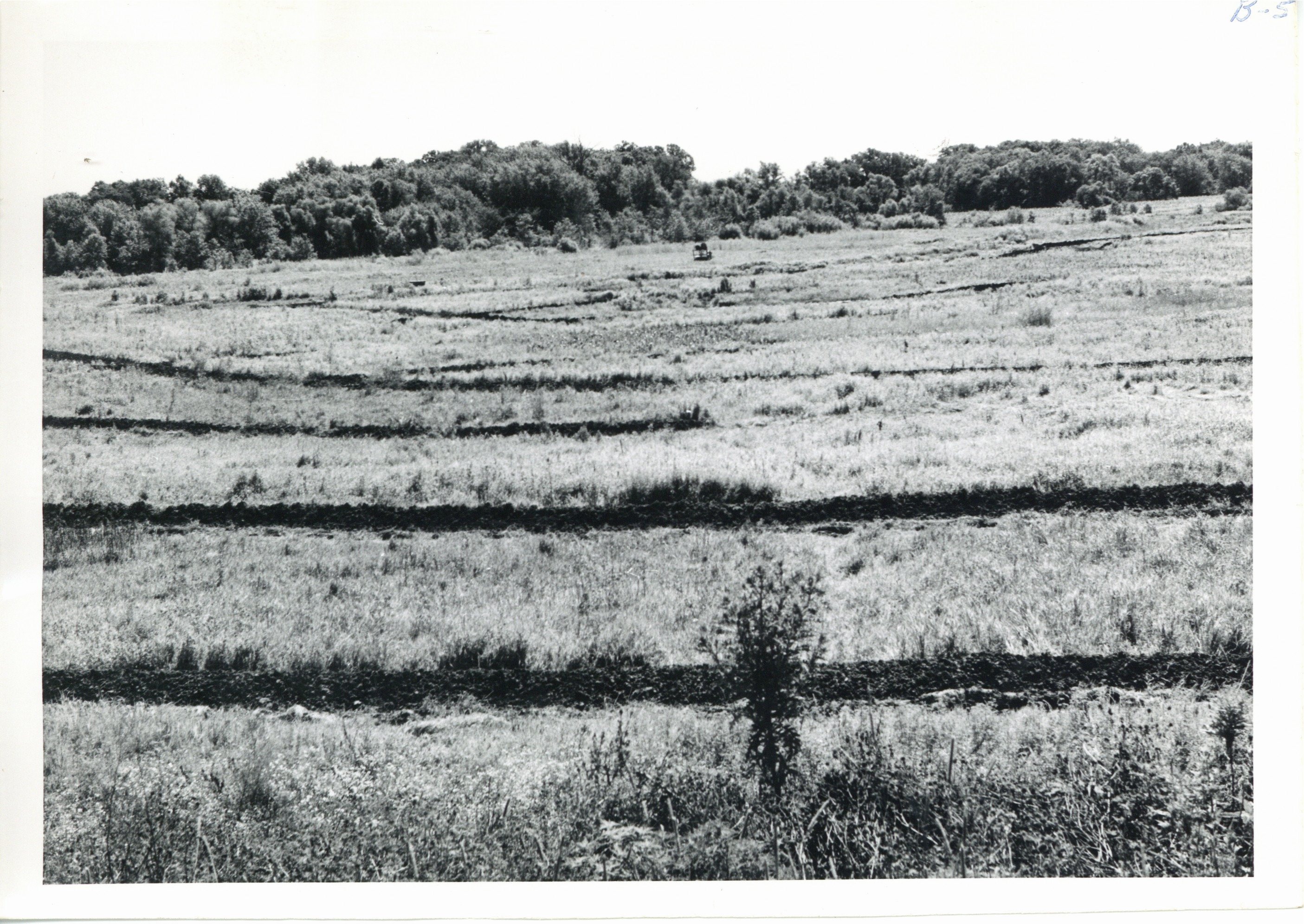 Deep creek bottom on Cornelius Theines land after tiling, 1962