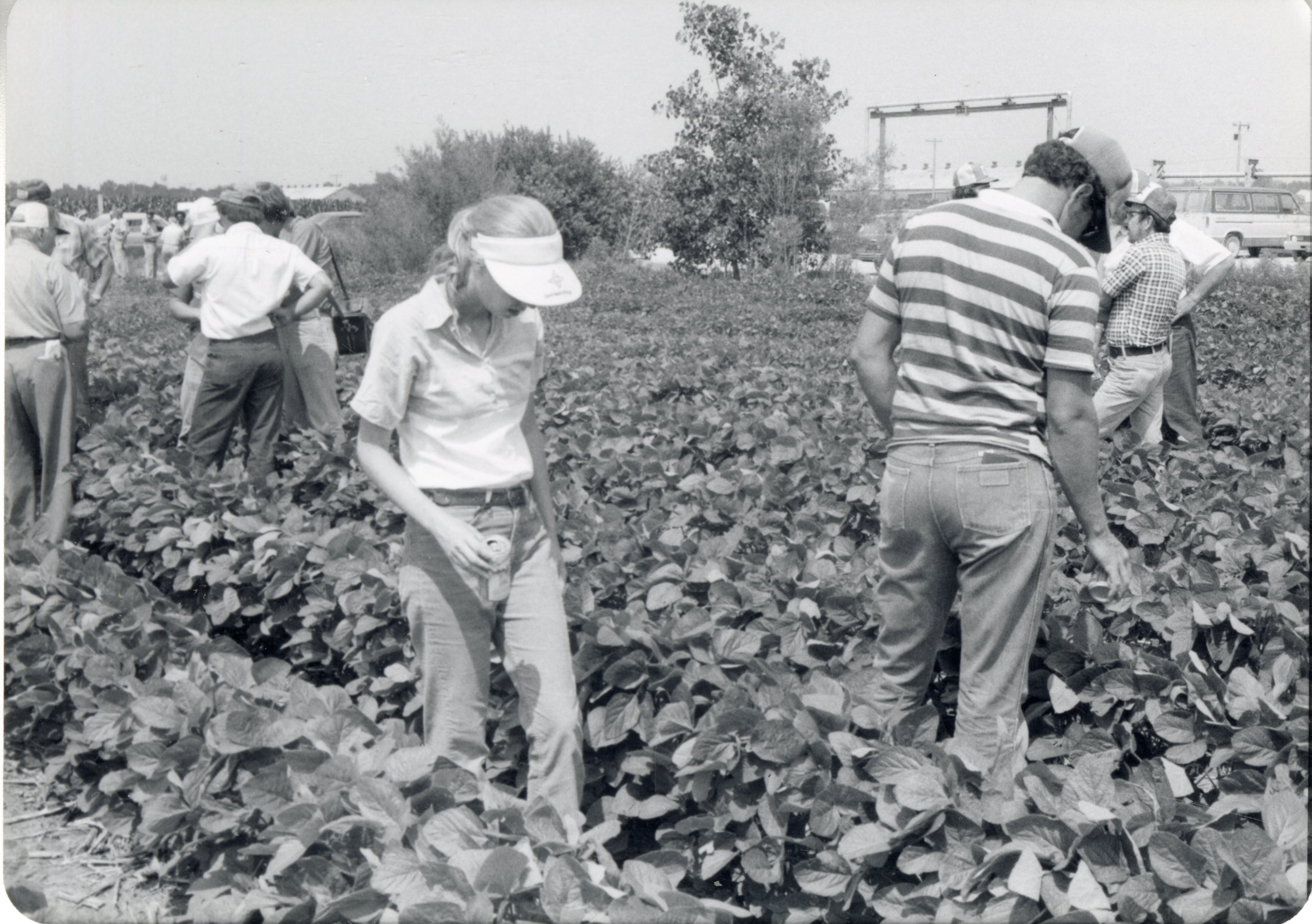1970s No-till tour of beans