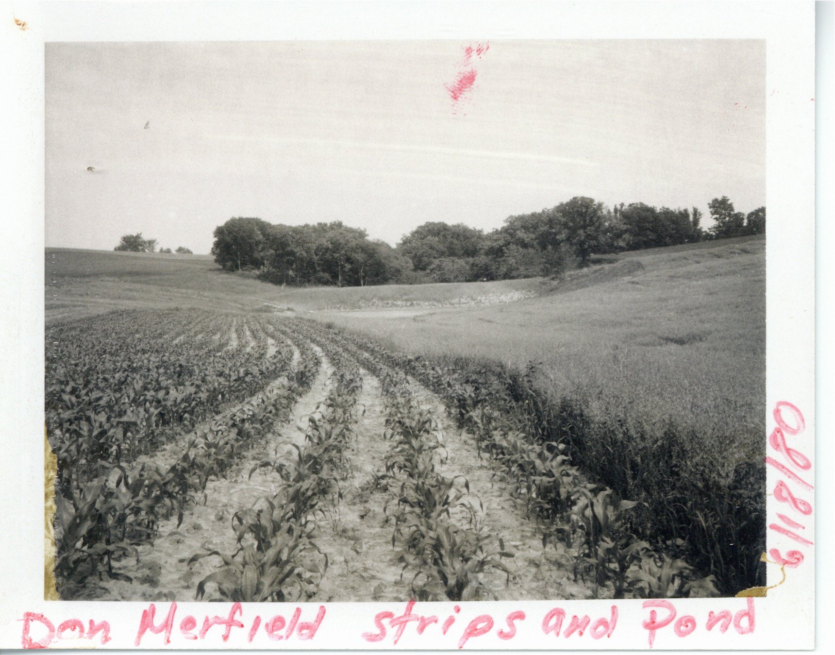 Don Merfield farm strip crops and pond, 1980