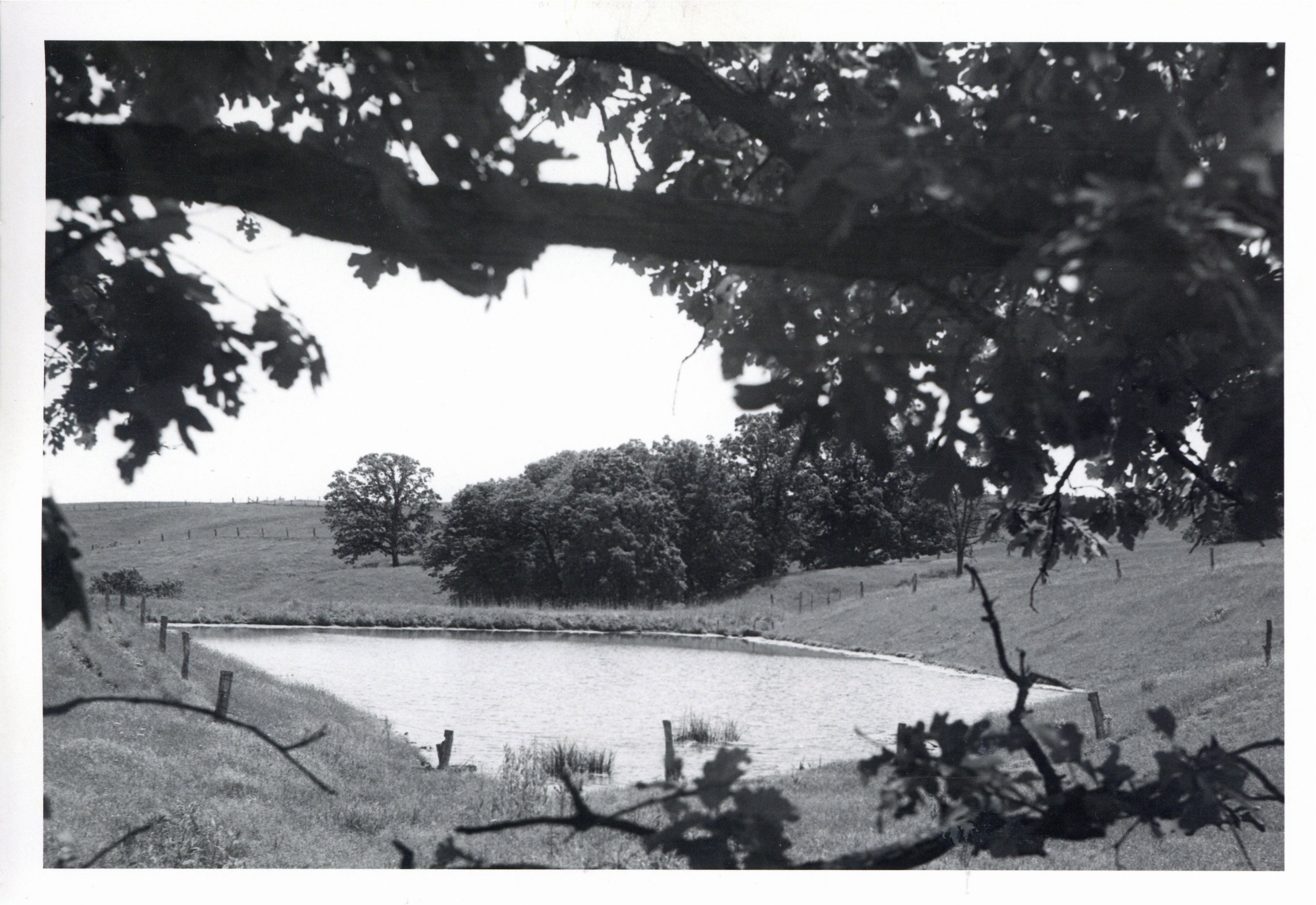 Farm pond