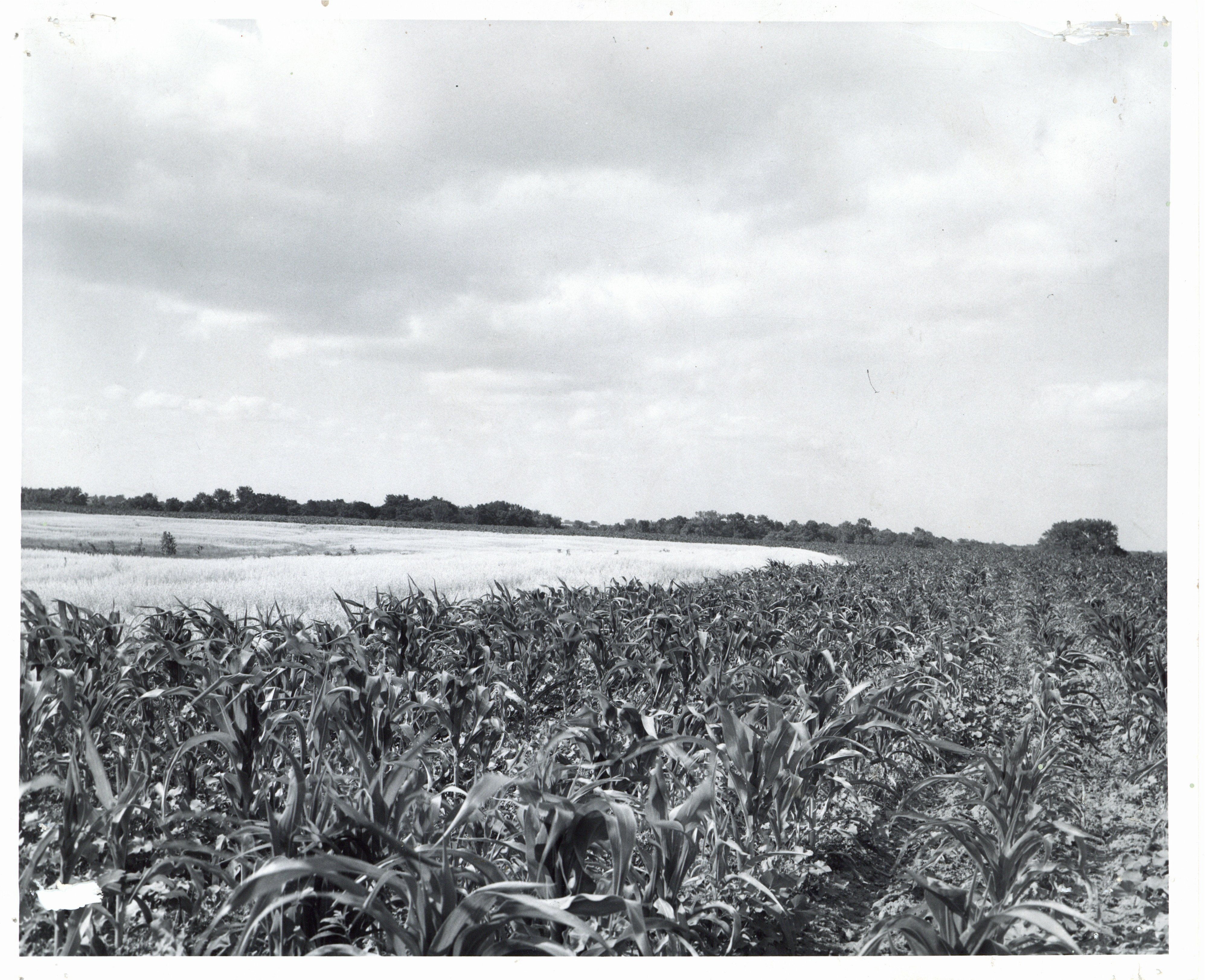 Young cornfield 