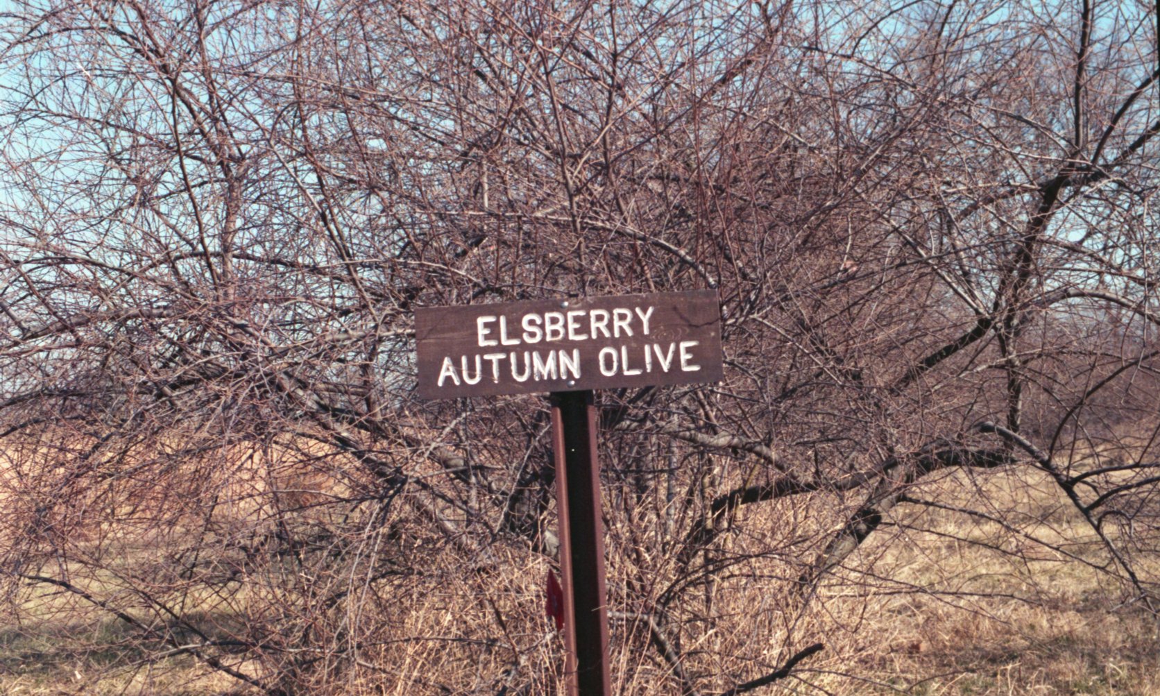 Elsberry Autumn Olive shrub