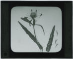 Bidens alba (Beggars tick)