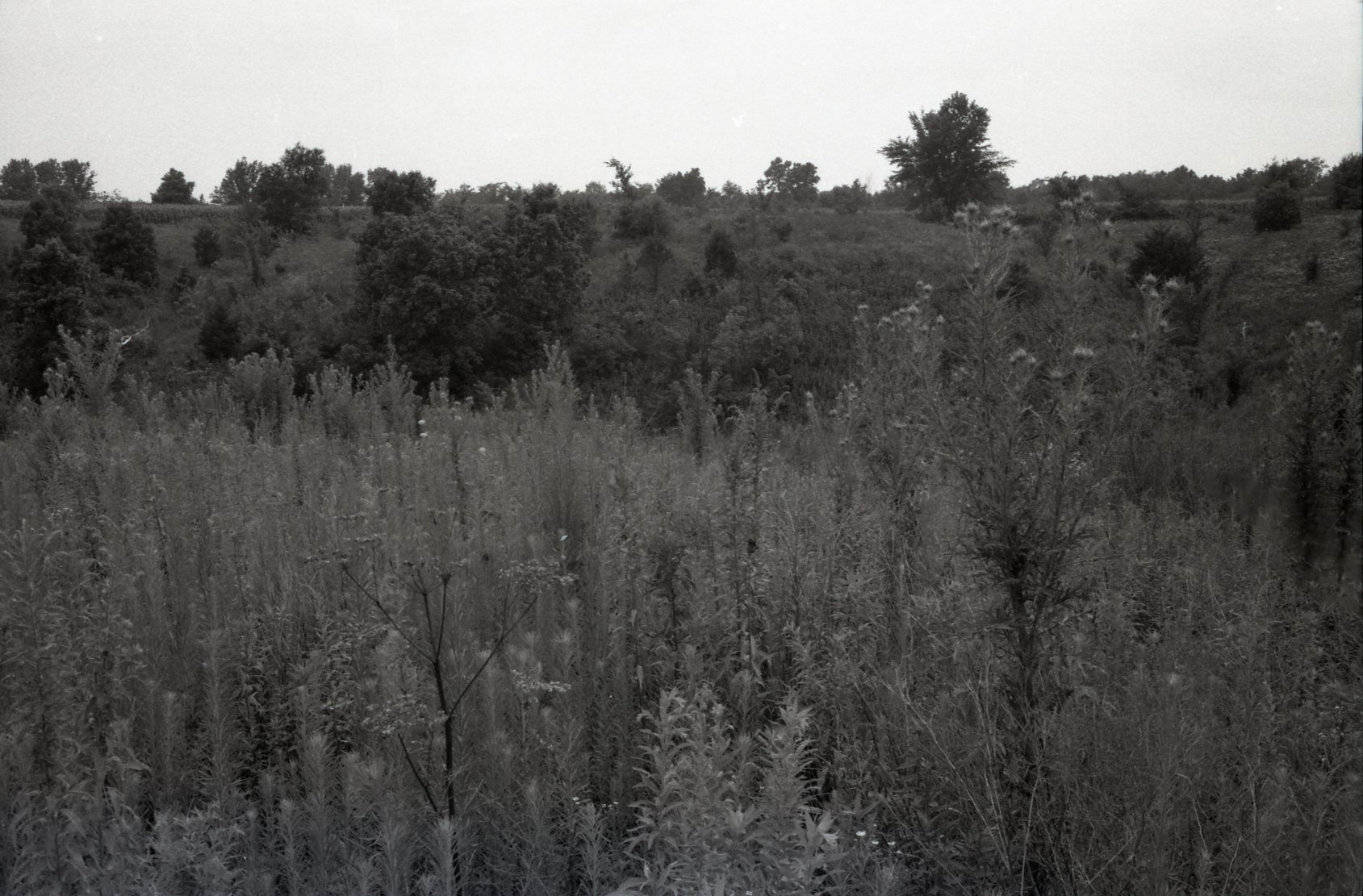 Scrub trees in pasture