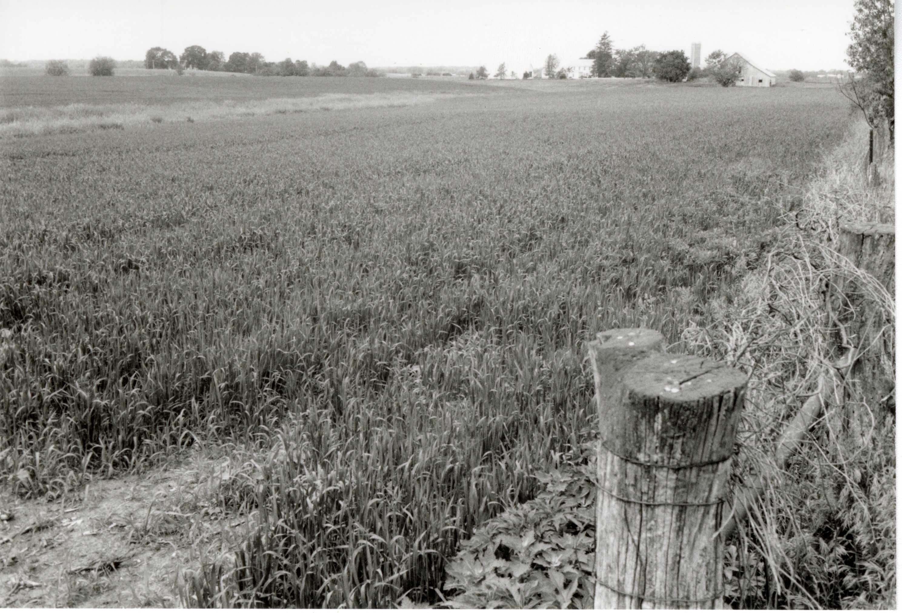 Grassy fields