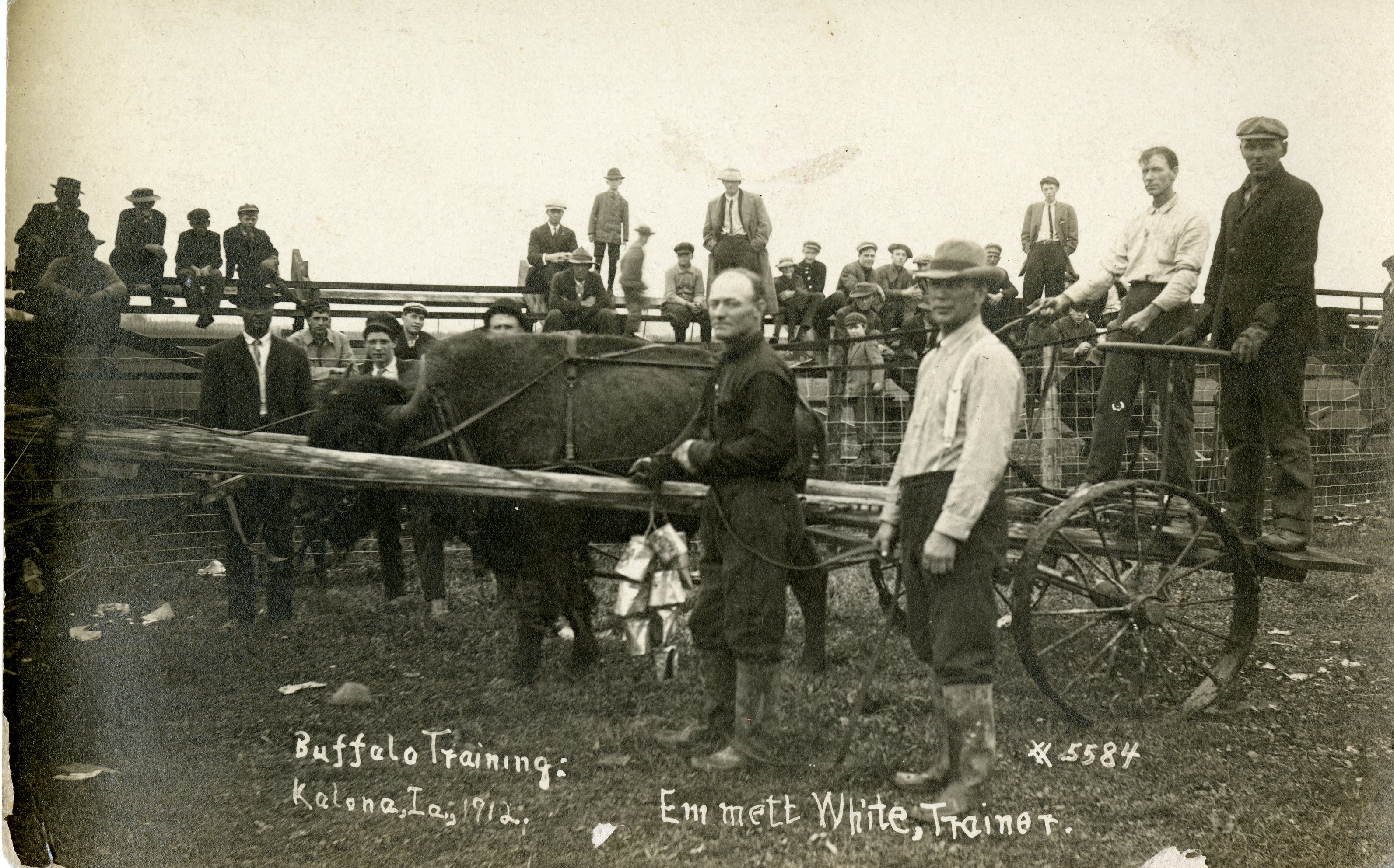 Buffalo Training