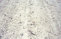 Dry cropland, 1988
