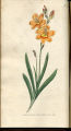 Copper-coloured Corn-flag