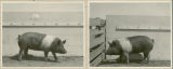 Experiment 326, representative pig #325, 1930