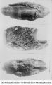 Pleistocene Fauna, late 1890s or early 1900s