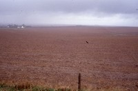 Erosion on the Staab farm after April rain in Cherokee County, Iowa.