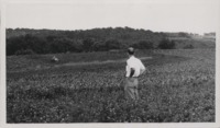 Strip cropping on the Hines farm.