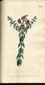 Opposite-leaved Milk-wort
