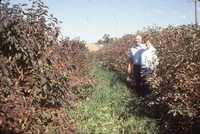 Windbreak on the farm of Don and Phyllis Conley.