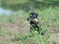 2007 Jack Strawhacker photos of Drake the dog by pond