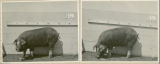 Experiment 326, representative pig #22B, 1930