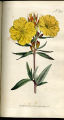 Shrubby Oenothera, Sundrops, Suncups, Evening Primrose
