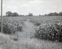 Cornfields and pasture