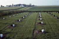 Windbreak on the farm of Don and Phyllis Conley.