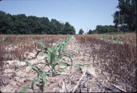 Dean Bolin no-till corn, 1983