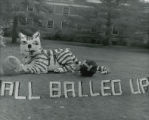 Lyon Hall 's lawn display, ""All bawled up"", Homecoming, 1951