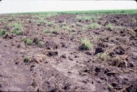 1986 Muddy fields