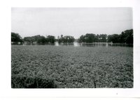 Otter Creek In Flood, 1958