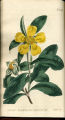 Shewy Dillenia