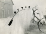 Plaiting a horse's mane