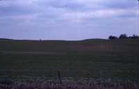 No-Till Field with Spring Beans Sprouting.