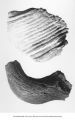 Pleistocene Fauna, 1) horn core from Cox Pit (Harrison Co.), 2) Elephas primigenius, Denison Pit (Crawford Co.), Iowa, late 1890s or early 1900s