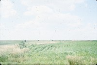 Crop rows.
